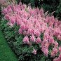 200 PCS Seeds Mixed Astilbe Chinensis