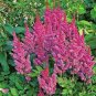 200 PCS Seeds Mixed Astilbe Chinensis