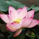 10 PCS Seeds Nelumbo nucifera Woo-wall Lotus White Big Blooming Flower 10 PCS Seeds Nelumbo nucifera Woo-wall Lotus White Big Blooming Flower