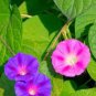 40 PCS Seeds Phoebe Pharbitis Morning Glory Climbing Flowers