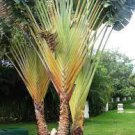 20 PCS Seeds Traveller's-tree Seeds Ravenala madagascariensis Tropical Ornamental 20 PCS Seeds Traveller's-tree Seeds Ravenala madagascariensis Tropical Ornamental
