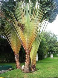 20 PCS Seeds Traveller's-tree Seeds Ravenala madagascariensis Tropical Ornamental