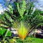 20 PCS Seeds Traveller's-tree Seeds Ravenala madagascariensis Tropical Ornamental