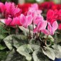 420 PCS Seeds 6 Types Cyclamen Flowers