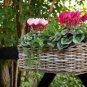 420 PCS Seeds 6 Types Cyclamen Flowers