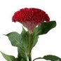 80 PCS Seeds Big Red Beautiful Cockscomb