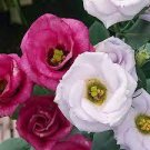 200 PCS Seeds Eustoma Bonsai Seeds Mixed Colors Bonsai Perennial Flowering Plants 200 PCS Seeds Eustoma Bonsai Seeds Mixed Colors Bonsai Perennial Flowering Plants