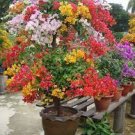20 PCS Seeds Mixed Bougainvillea