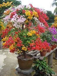 20 PCS Seeds Mixed Bougainvillea