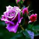100 PCS Seeds Pinkish Purple Rose Tree Flower