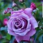 100 PCS Seeds Pinkish Purple Rose Tree Flower