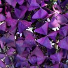 200 PCS Seeds Purple Oxalis Seeds Wood Sorrel Flowers 200 PCS Seeds Purple Oxalis Seeds Wood Sorrel Flowers