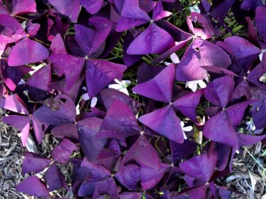 200 PCS Seeds Purple Oxalis Seeds Wood Sorrel Flowers