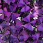 200 PCS Seeds Purple Oxalis Seeds Wood Sorrel Flowers