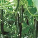 12 PCS Seeds Sweet and Succulent Dutch Cucumber