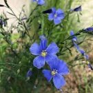 60 PCS Seeds Beautiful Flower Blue Flax