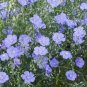 60 PCS Seeds Beautiful Flower Blue Flax