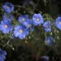60 PCS Seeds Beautiful Flower Blue Flax