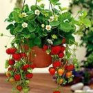 600 PCS Seeds Climbing Red Strawberry