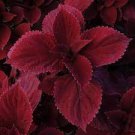 400 PCS Seeds Fire Red Coleus Seeds Herb Ornamental Plants 400 PCS Seeds Fire Red Coleus Seeds Herb Ornamental Plants