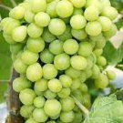 200 PCS Seeds Fragrant Sweet Green Grape Organic