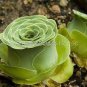 20 PCS Seeds Green Greenovia Aurea