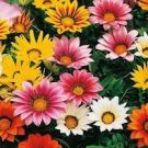 200 PCS Seeds Mixed 6 Colors of Gorgeous Gazania Rigens