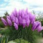 200 PCS Seeds Mixed Yellow Purple Pampas Grass
