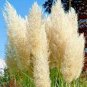 200 PCS Seeds Mixed Yellow Purple Pampas Grass