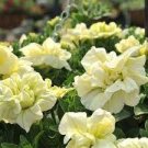200 PCS Seeds Petunia Seeds Purple White Green Damask Big Double Flowers