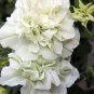 200 PCS Seeds Petunia Seeds Purple White Green Damask Big Double Flowers