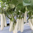 100 PCS Seeds White Eggplant Seeds Aubergine Solanum Melongena Vegetables 100 PCS Seeds White Eggplant Seeds Aubergine Solanum Melongena Vegetables