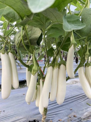 100 PCS Seeds White Eggplant Seeds Aubergine Solanum Melongena Vegetables