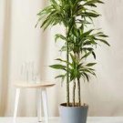 20 PCS Seeds Dracaena