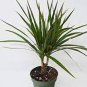 20 PCS Seeds Dracaena