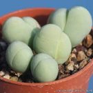 40 PCS Seeds Exterior Loveliness Gibbaeum Heathii Flowering More Than Meat