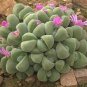 40 PCS Seeds Exterior Loveliness Gibbaeum Heathii Flowering More Than Meat