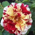 40 PCS Seeds George Burns' Striped Rose