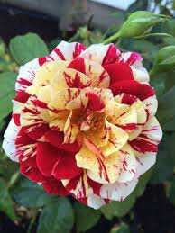 40 PCS Seeds George Burns' Striped Rose