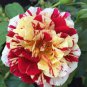 40 PCS Seeds George Burns' Striped Rose