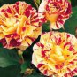 40 PCS Seeds George Burns' Striped Rose
