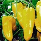 40 PCS Seeds Heirloom Yellow Long Sweet Pepper Hybrid 'Huang La Meizi' 40 PCS Seeds Heirloom Yellow Long Sweet Pepper Hybrid 'Huang La Meizi'