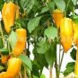 40 PCS Seeds Heirloom Yellow Long Sweet Pepper Hybrid 'Huang La Meizi'