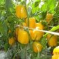 40 PCS Seeds Heirloom Yellow Long Sweet Pepper Hybrid 'Huang La Meizi'