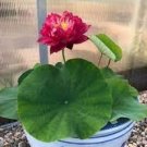 2 PCS Seeds Mini Purely White Bonsai Lotus Flower 2 PCS Seeds Mini Purely White Bonsai Lotus Flower