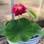 2 PCS Seeds Mini Purely White Bonsai Lotus Flower