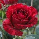 800 PCS Seeds Orange Intuition Rose