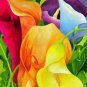 400 PCS Seeds Rainbow Calla Lily Flower