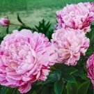 10 PCS Seeds Rare 'Fu Yin' White Pink Peony Seedling Flower 10 PCS Seeds Rare 'Fu Yin' White Pink Peony Seedling Flower