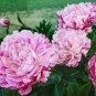 10 PCS Seeds Rare 'Fu Yin' White Pink Peony Seedling Flower